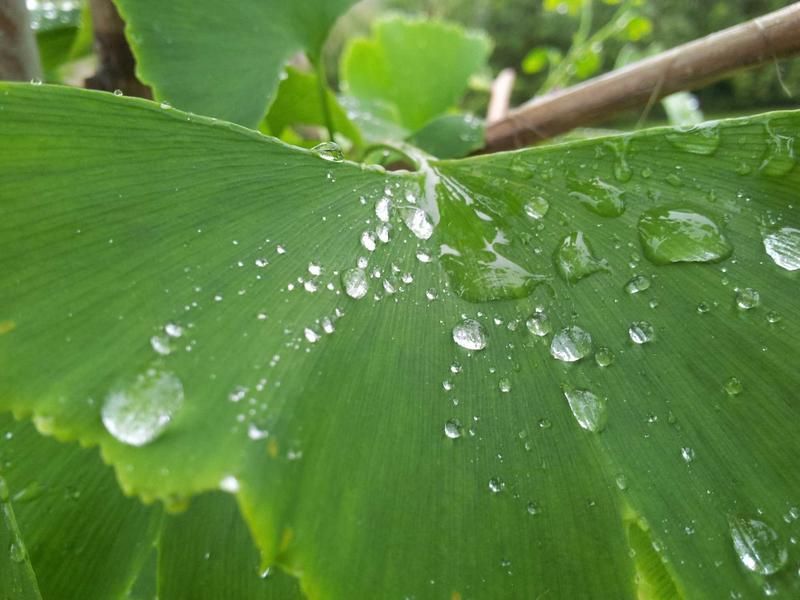 核爆后的彩虹<br>qyf5seag.cn 变异生物图鉴